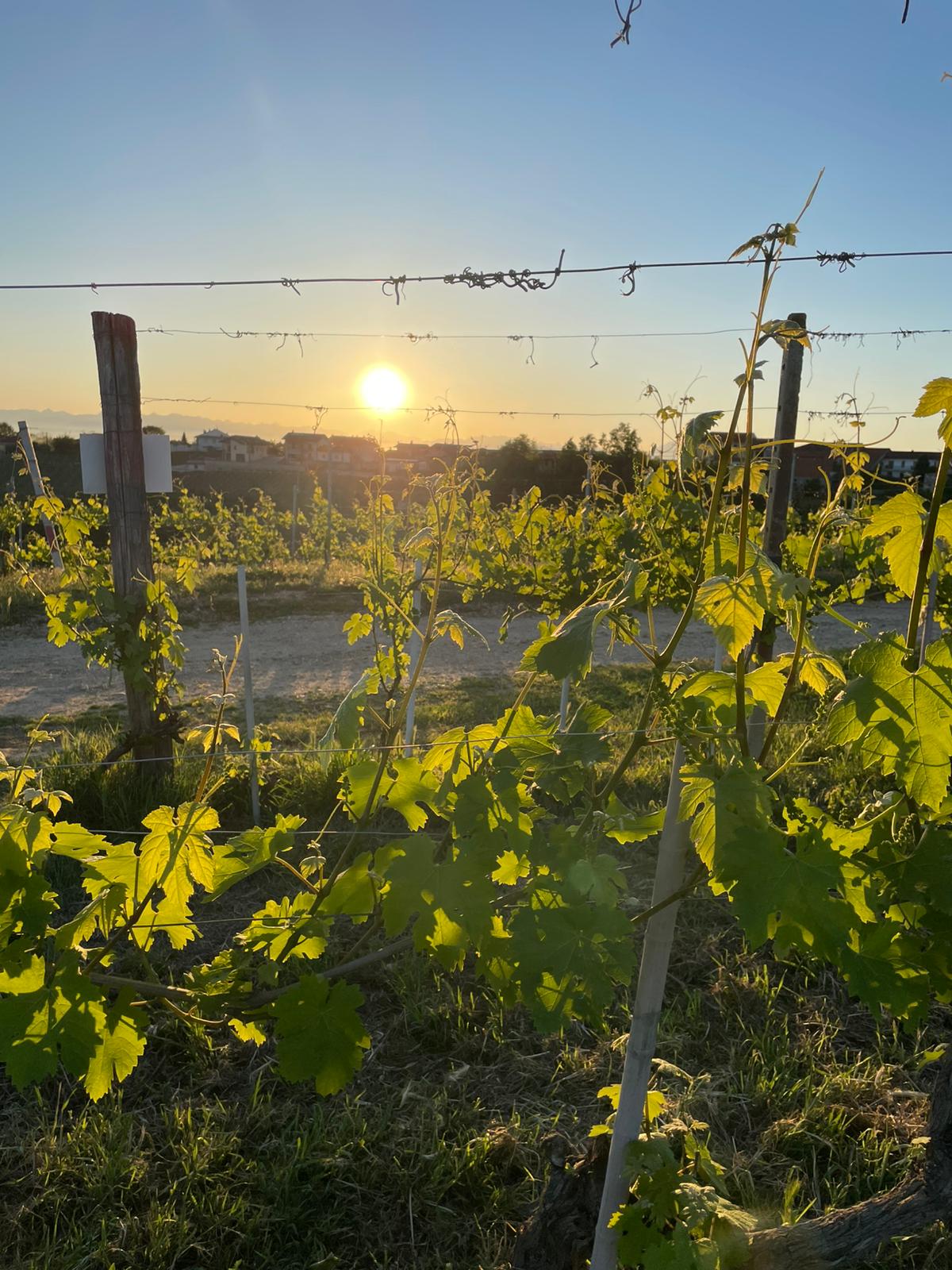 Tour la vigna — aperitivo tra i filari